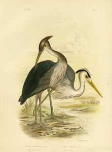 オオサギまたは薄暗い灰色のサギ、1891年 作： Gracius Broinowski