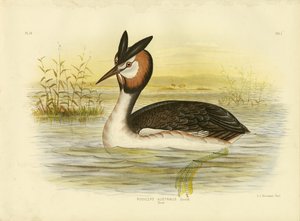 カンムリカイツブリ、1891年 作： Gracius Broinowski