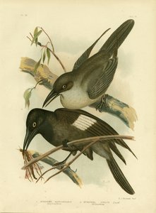 灰色のカラスモズ、1891 作： Gracius Broinowski