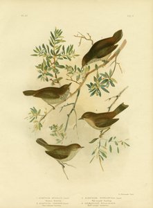 内陸のサイチョウ、または尾の長いサイチョウ、1891 作： Gracius Broinowski