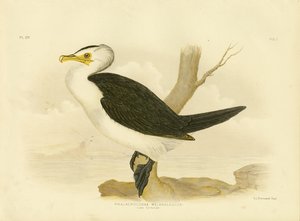 小さな鵜、1891 作： Gracius Broinowski