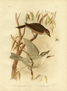 リトルモズツグミ、1891 作： Gracius Broinowski