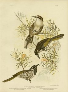 長期請求のハニーイーター、1891年 作： Gracius Broinowski