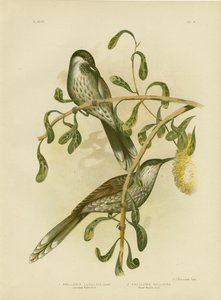 Lumulated WattlebirdまたはLittle Wattlebird、1891 作： Gracius Broinowski