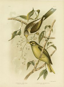 黄昏ハニーイーターまたはイエロースロートマイナー、1891年 作： Gracius Broinowski