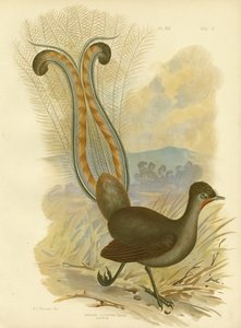 Lyrebird、1891 作： Gracius Broinowski