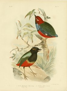 マックロッツピッタ、1891年 作： Gracius Broinowski