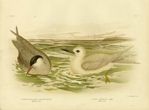 マーシュターン、1891年