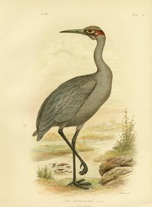 ネイティブコンパニオンまたはBrolga、1891 作： Gracius Broinowski