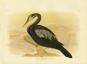 ニューホランドダーター、1891年 作： Gracius Broinowski