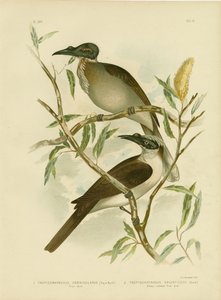 騒々しいFriarbird、1891年 作： Gracius Broinowski