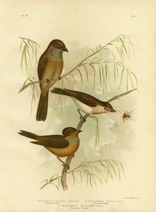Olivaceous Thickhead Or Olive Whistler、1891 作： Gracius Broinowski