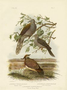 平和な鳩、1891 作： Gracius Broinowski