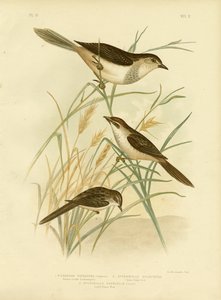 Rufous-Tinted Cincloramphus Or Rufous Songlark、1891 作： Gracius Broinowski