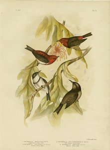 Sanguineous Honeyeater、1891年 作： Gracius Broinowski