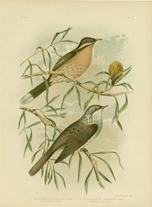 とげのある頬のハニーイーター、1891 作： Gracius Broinowski