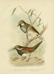 斑点のあるツグミ、1891 作： Gracius Broinowski