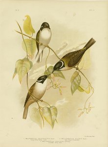 強い請求のハニーイーター、1891