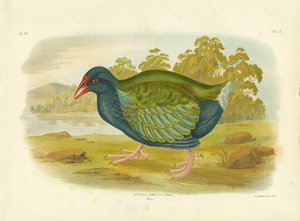 高河、1891 作： Gracius Broinowski