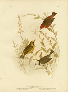 トリコロールエフティアヌラ、1891年 作： Gracius Broinowski