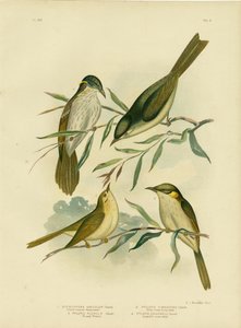 ユニフォーム色のハニーイーターまたは白すじハニーイーター、1891