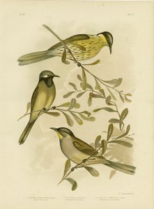多彩なハニーイーター、1891