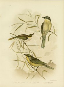 Wattle-Cheeked HoneyeaterまたはPurple-Gaped Honeyeater、1891
