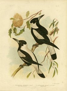 白背景のカラスモズ、1891年 作： Gracius Broinowski