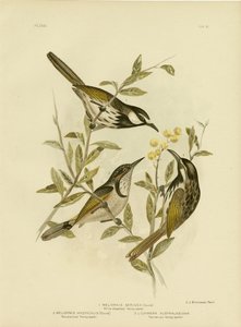 白ほお蜜蜂蜜、1891