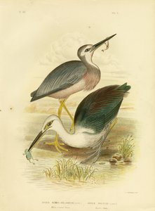白い顔をしたヘロン、1891年 作： Gracius Broinowski