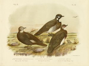 ホワイトクイルロックピジョン、1891 作： Gracius Broinowski
