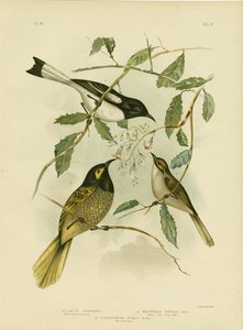 黄色に面したハニーイーター、1891年