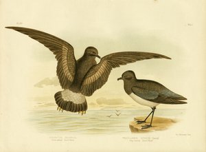 イエローウェブのストームペトレル、1891 作： Gracius Broinowski