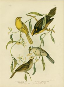 イエローハニーイーター、1891
