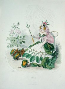 花の女王と呼ばれるバラ（Rosa Centifolia）、シャルル・ジェフロイ（1819-82）作の「アニメの花」より
