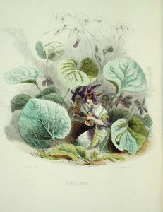 シャルル・ジェフロイ（1819-82）が彫った「アニメの花」のスミレの花