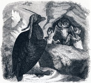 ラ・フォンテーヌ寓話集」の挿絵「鷲と梟」。 作： Grandville