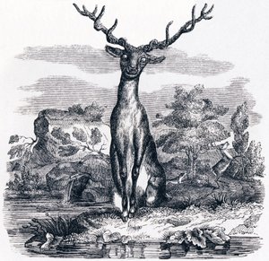 水の中で自分を見ている鹿（Le cerf se voyant dans l