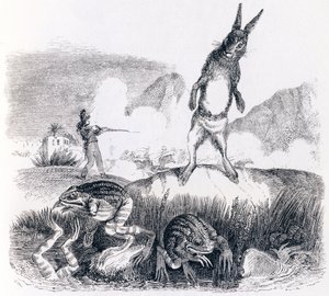 うさぎとカエル（Le lievre et les grenouilles） - La Fontaineの寓話 作： Grandville