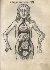 元パール。解剖学、1504 作： Gregor Reisch