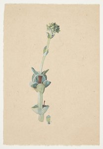 花の研究 作： Gudrun Traustedt