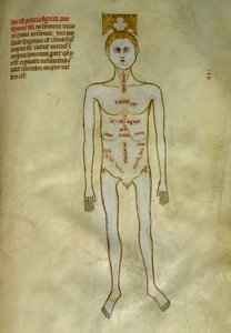 解剖学および外科委員会: 男性器官の局在。 1345年頃のギ・デ・パヴィアによる「「ガリアの書物から抽出された、フランクの7番目の王であるリベルの著名人フィリピ」」で。シャンティリー、コンデ美術館