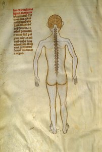 解剖学および外科用ボード: 脊髄 (脊柱の椎骨内)。 1345年頃のギ・デ・パヴィアによる「「ガリアの書物から抽出された、フランクの7番目の王であるリベルの著名人フィリピ」」で。シャンティリー、コンデ美術館