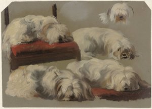 白い愛犬の研究