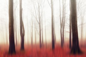 夢のような赤い森 作： 