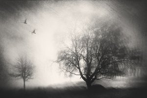  作： Gustav Davidsson