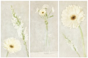 柔らかな白い花 作： 