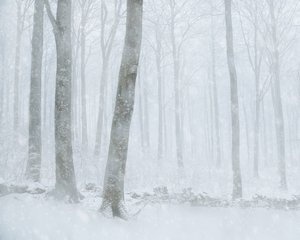 冬の雪景色が広がる森 作： 