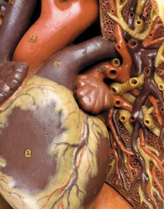 男性の解剖学的ecorcheモデルの詳細、筋肉、動脈、静脈、循環、神経系を表示 作： Gustav Zeiller