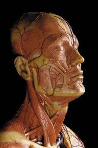 筋肉、動脈、静脈、循環系、神経系を表現した男性解剖学的エコルシュモデルのディテール（ワックス）（469823～469827も参照 作： Gustav Zeiller